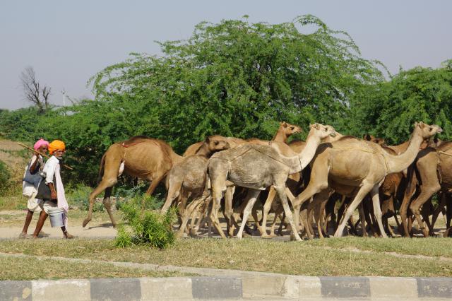Indien20161021_00261.jpg